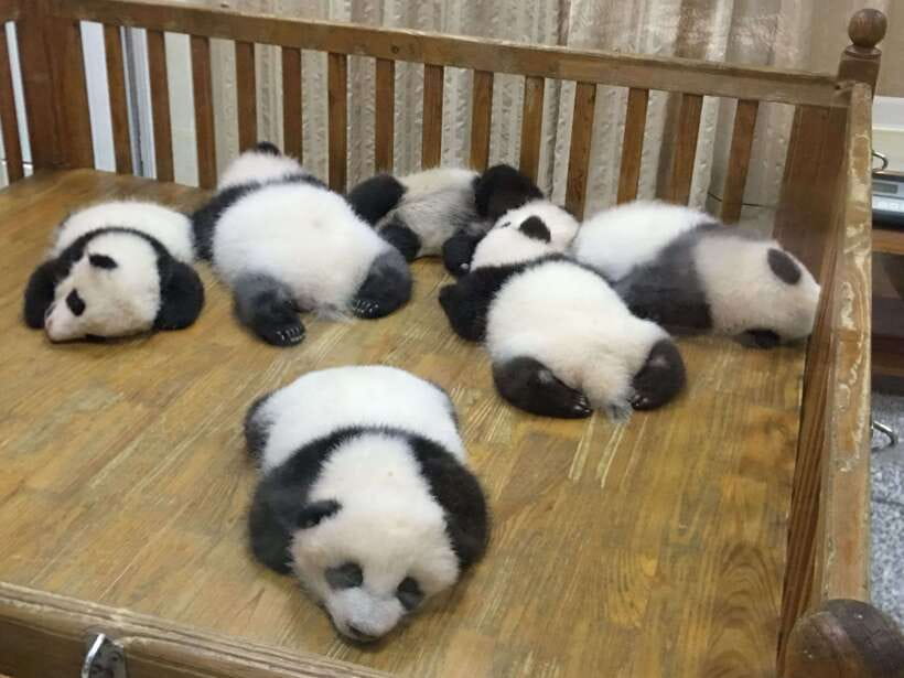 Chengdu: Private Panda Tour at Panda Breeding Base - How the return transfer works