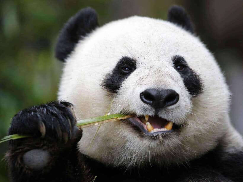 Chengdu: Private Panda Tour at Panda Breeding Base - A private morning from your Chengdu hotel