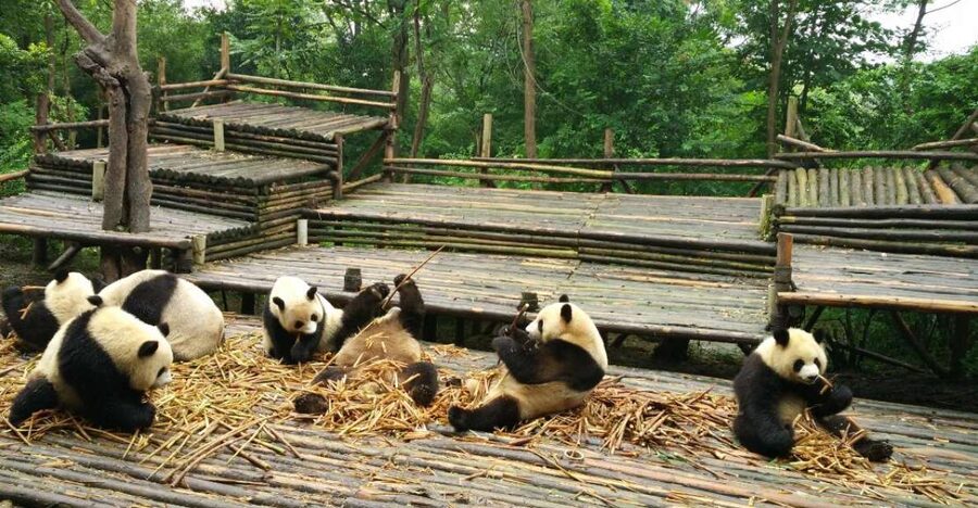 Chengdu Private Tour of Leshan Buddha and Panda Base - Key points at a glance