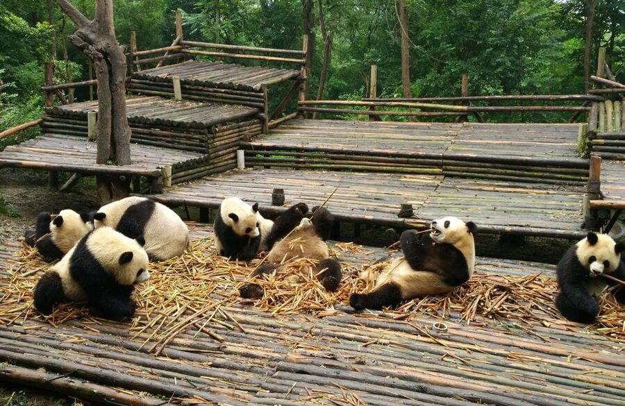 Chengdu Private Tour of Leshan Buddha and Panda Base - Choosing lunch in Leshan