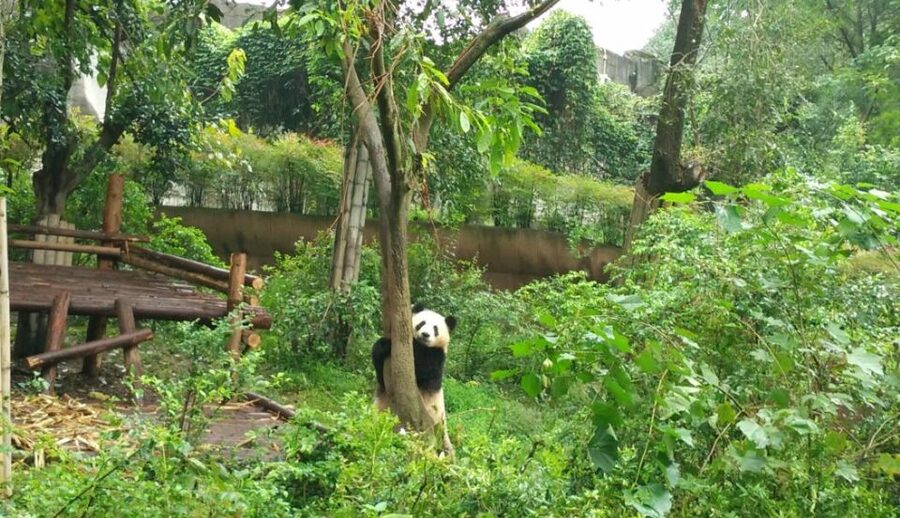 Chengdu Private Tour of Leshan Buddha and Panda Base - Is $325 per person fair?