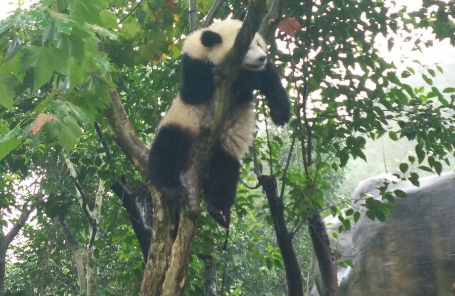 Chengdu Private Tour of Leshan Buddha and Panda Base - Starting early at the Chengdu panda base