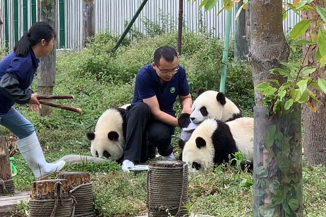 Chengdu: Volunteer Day Experience at Dujiangyan Panda base - Key points at a glance