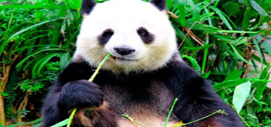 Dujiangyan panda base and irrigation system park day tour - 8:30 to 11:30, watching pandas at Dujiangyan