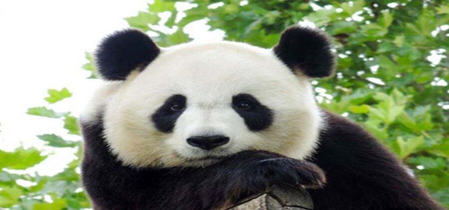 Dujiangyan panda base and irrigation system park day tour - 11:30 to 1:00, Zhongshuge and lunch in Dujiangyan