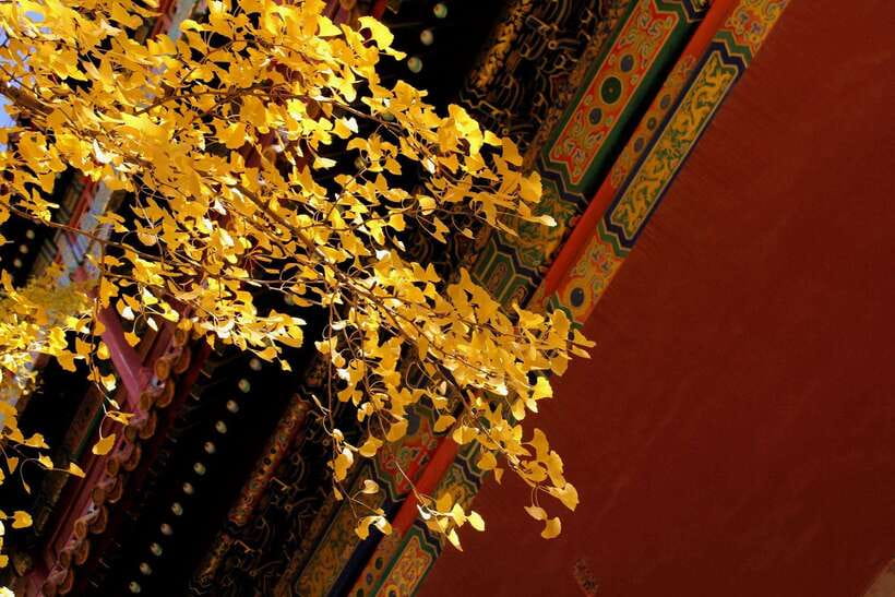 Forbidden City Of Beijing Tickets Booking And Other Option - Practical rules that can make or break the visit