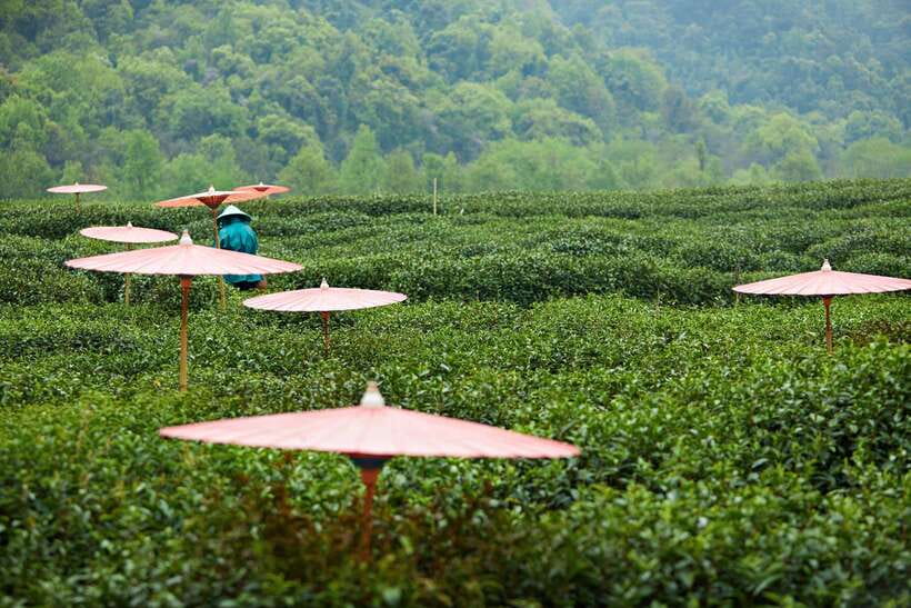 From Shanghai: Hangzhou Private Day Trip by Bullet Train - Why Hangzhou works as a one-day escape from Shanghai