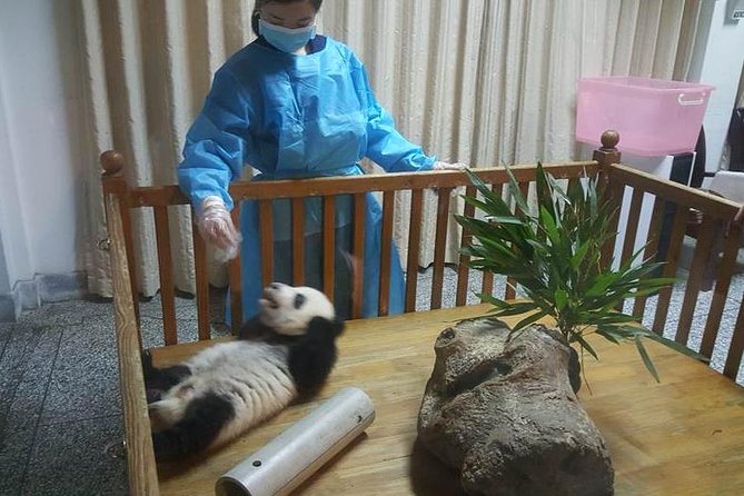 Giant Panda and Buddha 1 day tour - What the panda visit is really like
