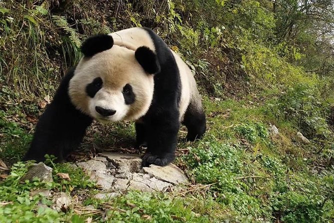 Giant Panda and Buddha 1 day tour - Comfort, walking, and pace