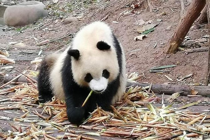 Giant Panda and Buddha 1 day tour - How the $173.34 price measures up