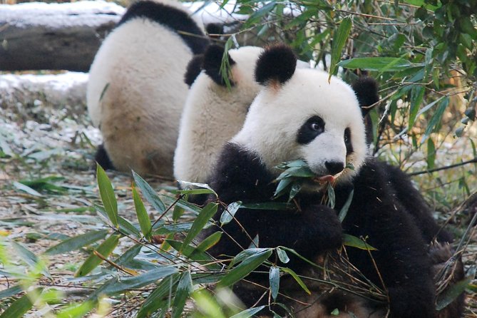 Giant Panda and Buddha 1 day tour - Starting at 7:30 a.m. for the panda base