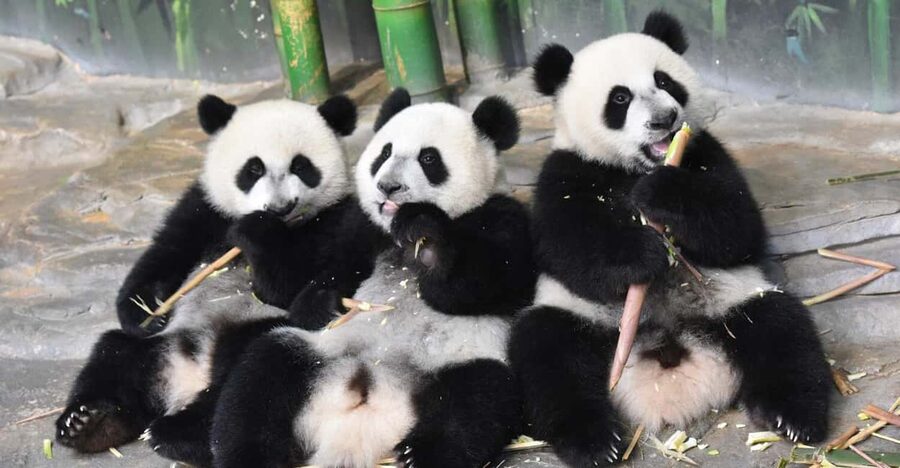 Guangzhou Chimelong: Safari Park/Paradise（Optional Day Tour） - Key points to know before you go
