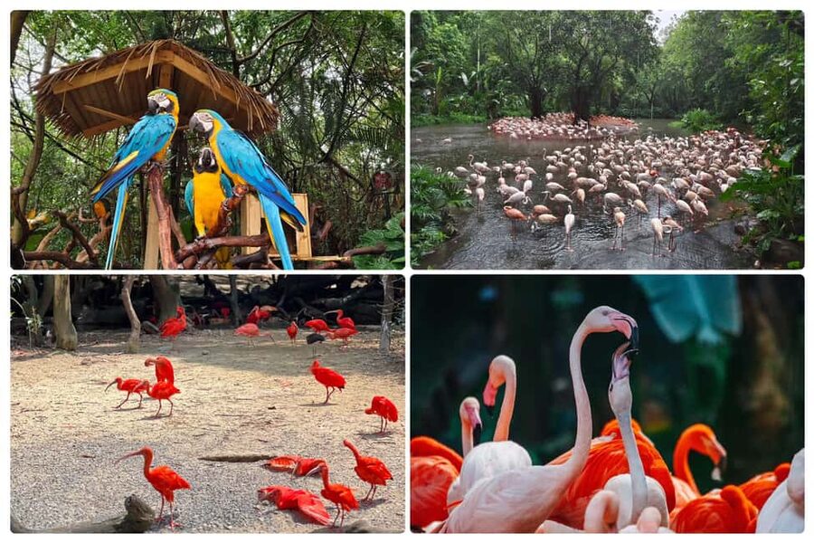 Guangzhou Chimelong: Safari Park/Paradise（Optional Day Tour） - Choosing between pandas and roller coasters