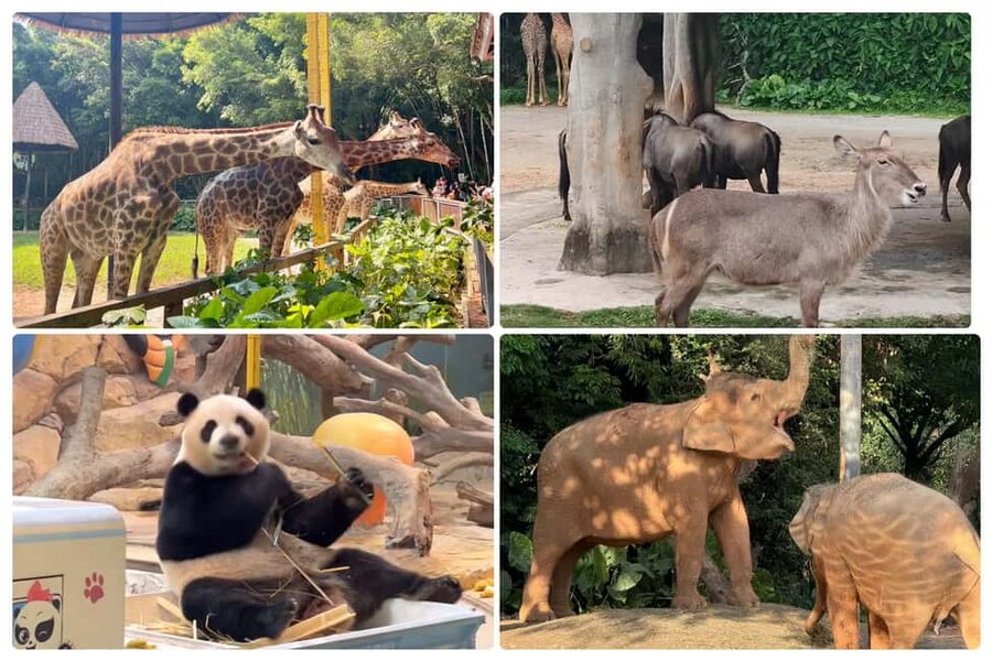 Guangzhou Chimelong: Safari Park/Paradise（Optional Day Tour） - Passport collection and entry details