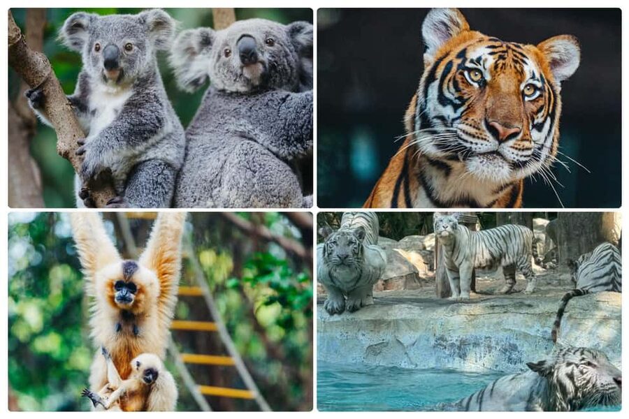Guangzhou Chimelong: Safari Park/Paradise（Optional Day Tour） - Families, children, and mixed-interest groups