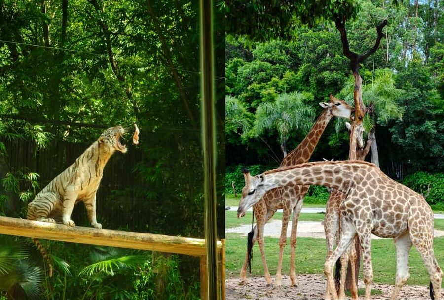 Guangzhou Chimelong: Safari Park/Paradise（Optional Day Tour） - Who should book this Chimelong day?