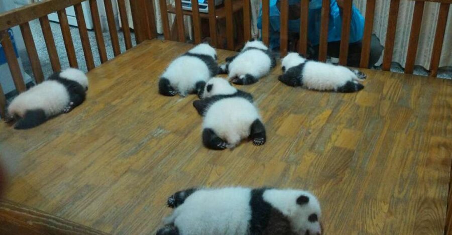 Half Day Amazing Chengdu Panda Base Trip - Why the morning matters at Chengdu Panda Base