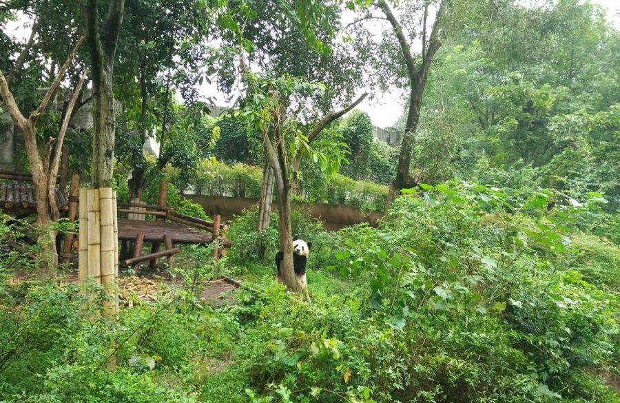 Half Day Amazing Chengdu Panda Base Trip - Inside Chengdu Research Base of Giant Panda Breeding