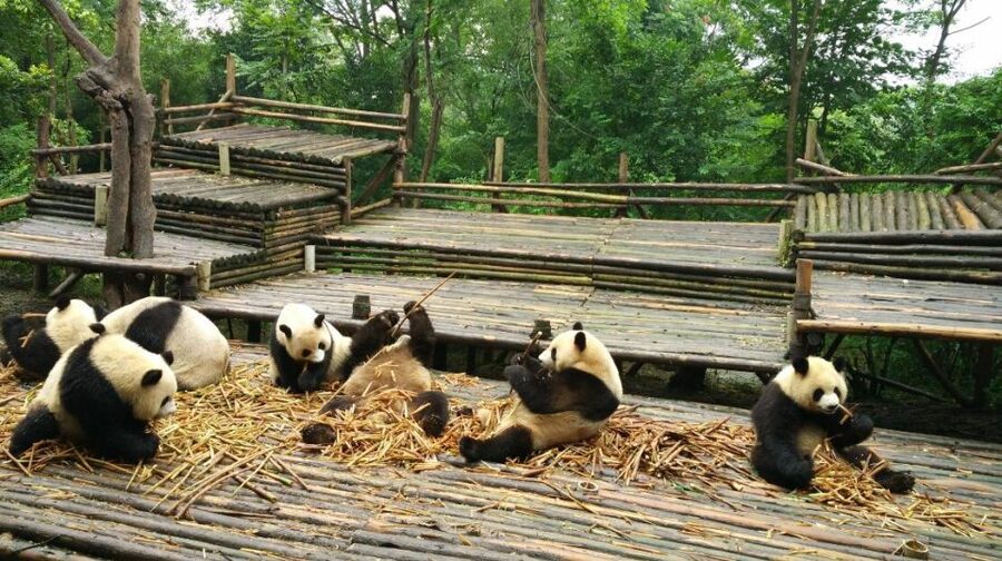Half Day Amazing Chengdu Panda Base Trip - Feeding, playing, and photographing the pandas