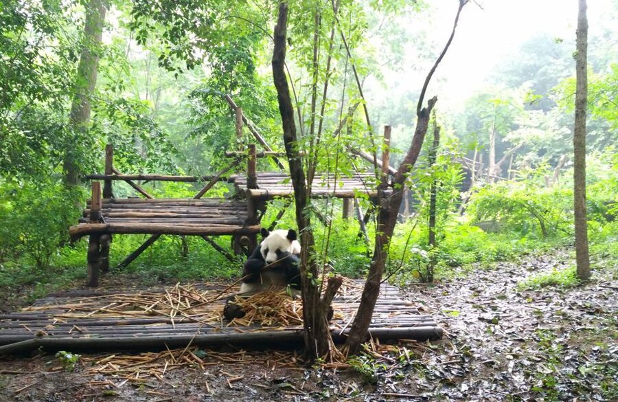 Half Day Amazing Chengdu Panda Base Trip - What the private guide adds