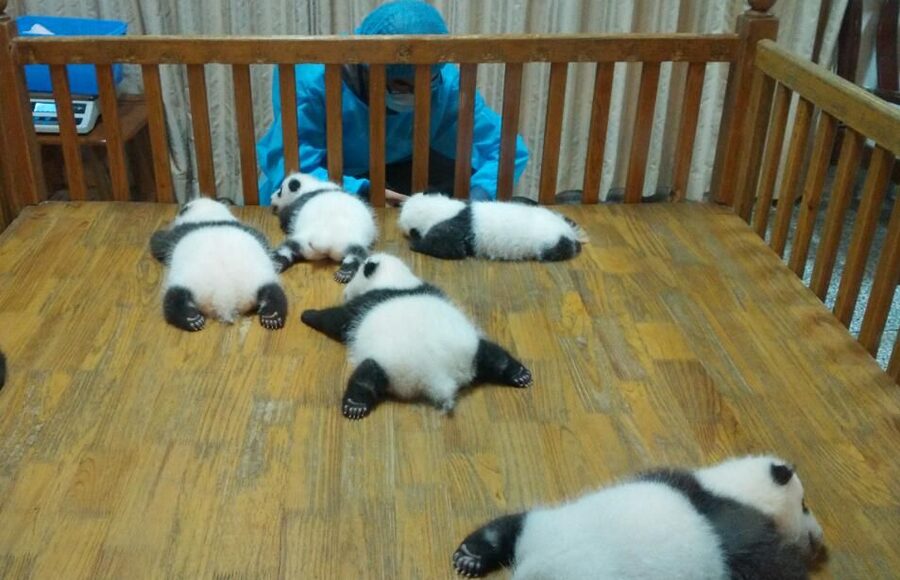 Half Day Amazing Chengdu Panda Base Trip - Who should book this Chengdu panda tour?