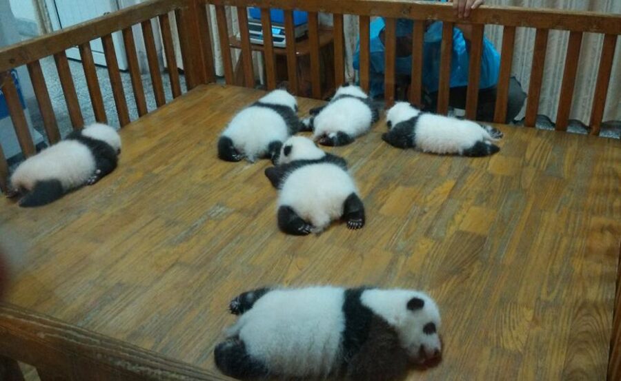 Half Day Amazing Chengdu Panda Base Trip - Booking details worth checking