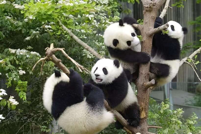 Half day small group tour to Chengdu Panda Breeding Center - Three hours to watch giant pandas at different ages