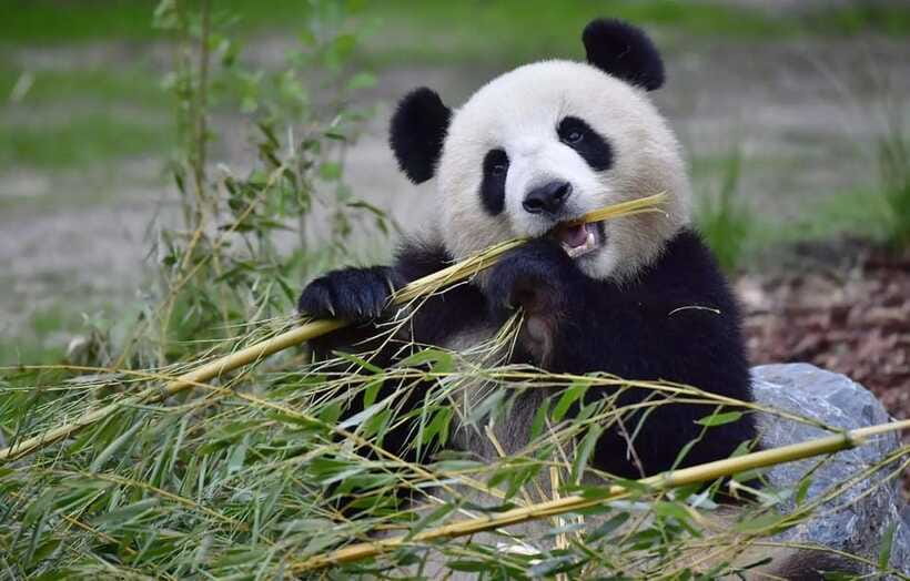 Half day small group tour to Chengdu Panda Breeding Center - The nursery and the chance to see newborn pandas
