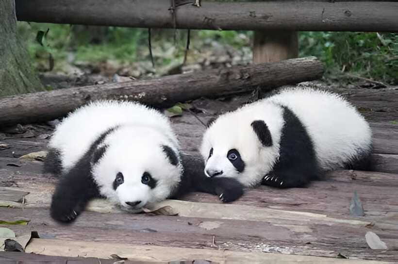 Half day small group tour to Chengdu Panda Breeding Center - Who should book this experience?