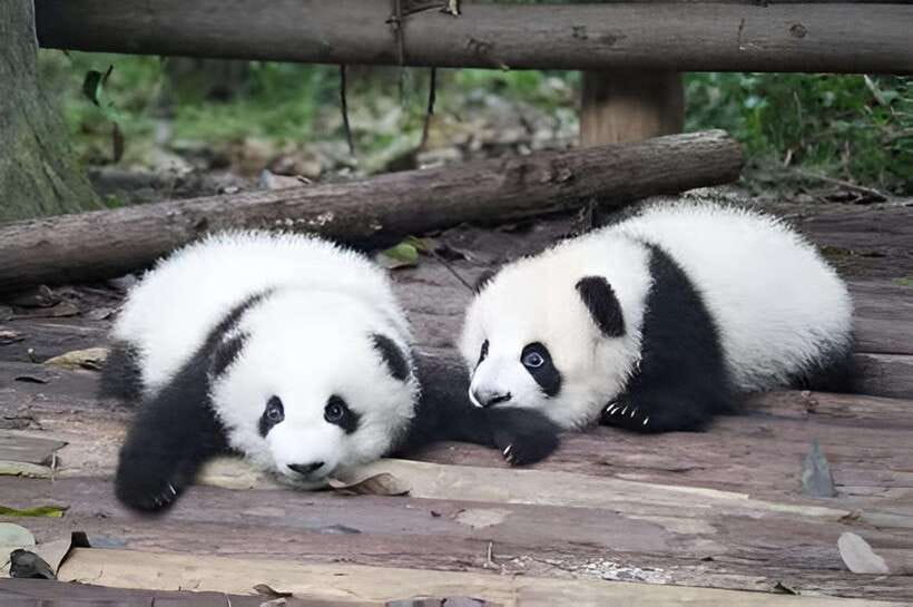 Half day small group tour to Chengdu Panda Breeding Center - The early hotel pickup and 40-minute ride