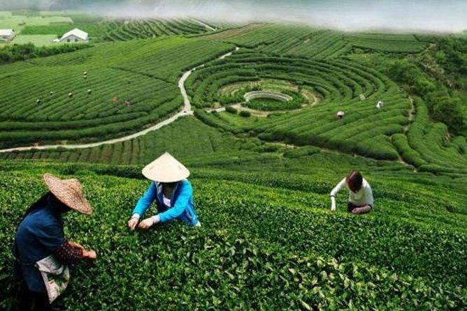 Hangzhou Private Customized Day Trip from Shanghai by Bullet Train - Longjing tea fields and a local lunch