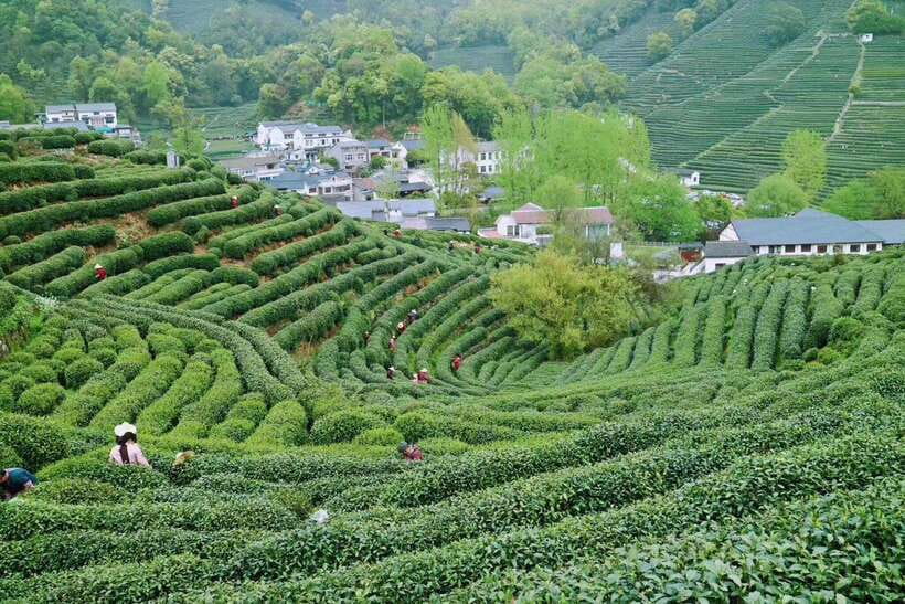 Hangzhou Private Day Trip by Bullet Train from Shanghai - What the private format is worth