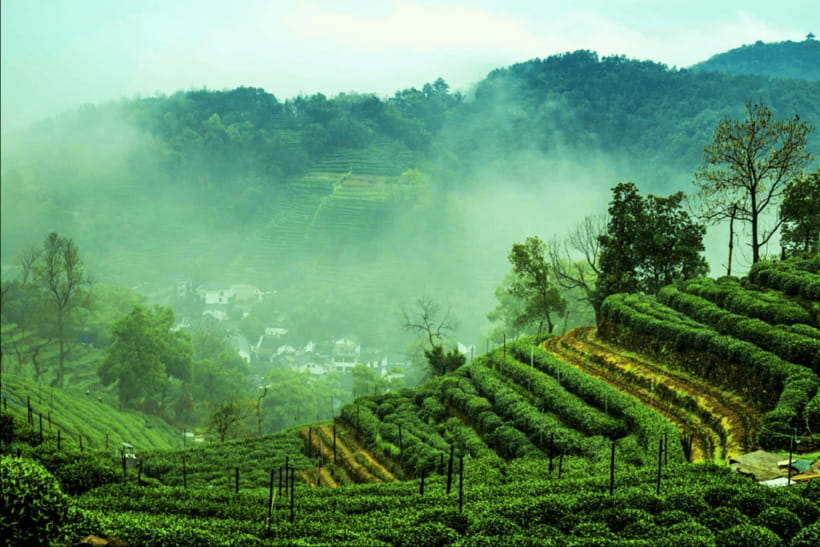 Hangzhou Private Day Trip by Bullet Train from Shanghai - Who will enjoy this 11-hour Hangzhou outing