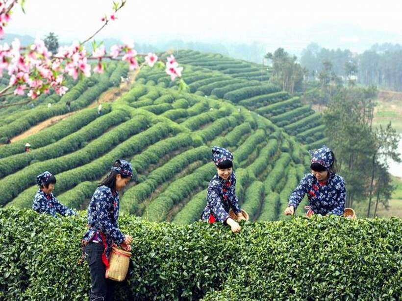 Hangzhou Private One Day Trip from Shanghai by Bullet Train - Why the Shanghai to Hangzhou train works so well