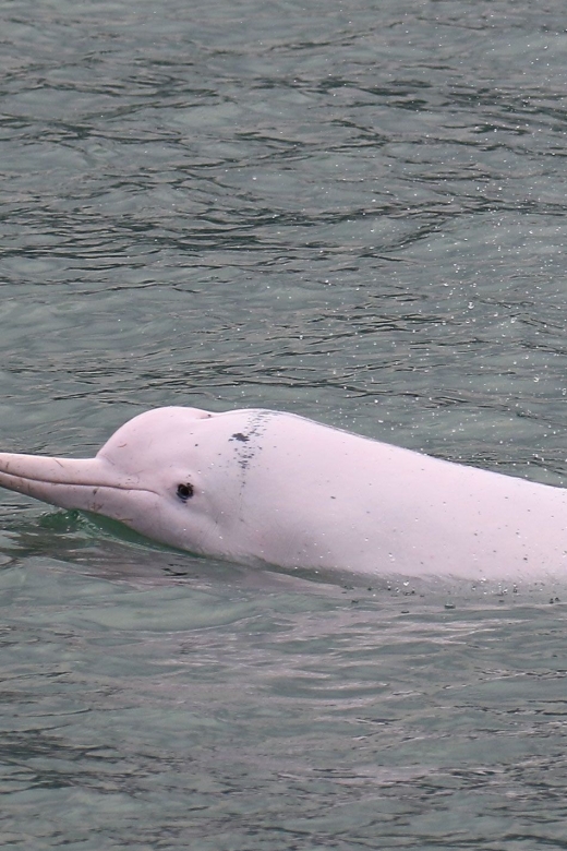 Hong Kong: Dolphin Cruise, Big Buddha & Lantau Island Tour - A full day that connects sea, village, and mountain