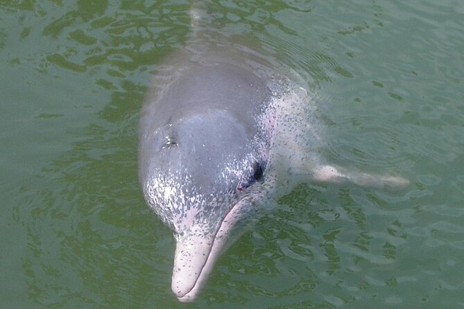 Lantau Island Tour: Big Buddha & Tai O Fishing Village - Practical advice for a smoother day