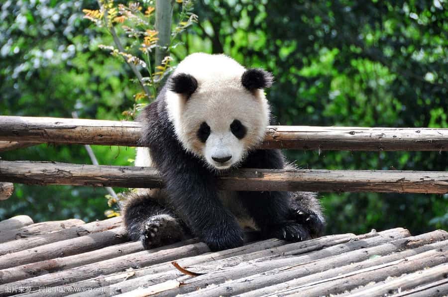 Leshan Grand Buddha Scenic Area and Panda Park Day Tour - Two giants, one very full Sichuan day