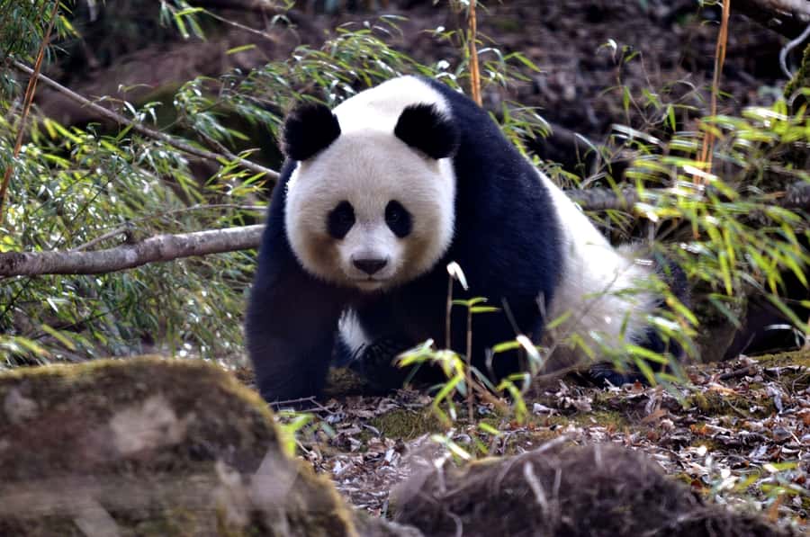 Leshan Grand Buddha Scenic Area and Panda Park Day Tour - The long road from Chengdu to Leshan