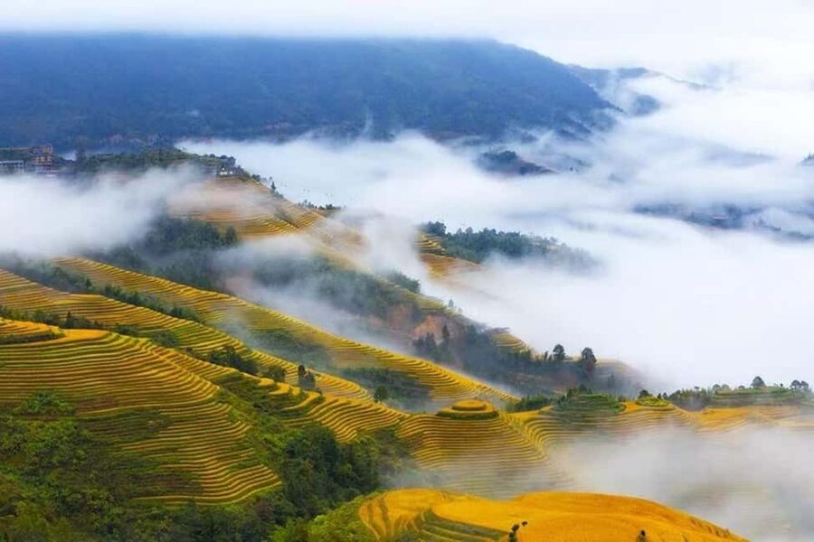 Longji Rice Terraces: 1-Day Private Tour - Walking the Longji Rice Terraces