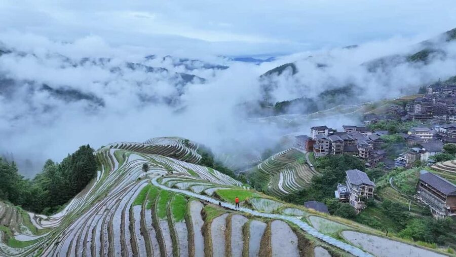 Longji Rice Terraces: 1-Day Private Tour - Liusanjie Tea Garden near Wutong Town