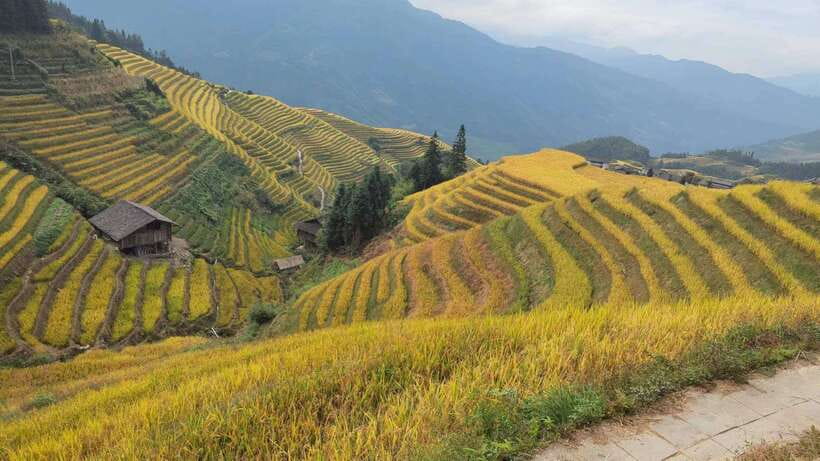 Longji Rice Terraces: Full-Day Private Tour from Guilin - Guides who make the day work