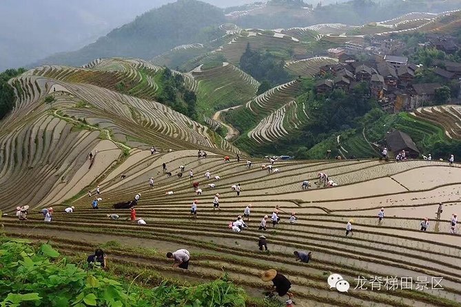 Longji rice terraces & minority villages private day tour - Entering the Longji Rice Terraces Scenic Area