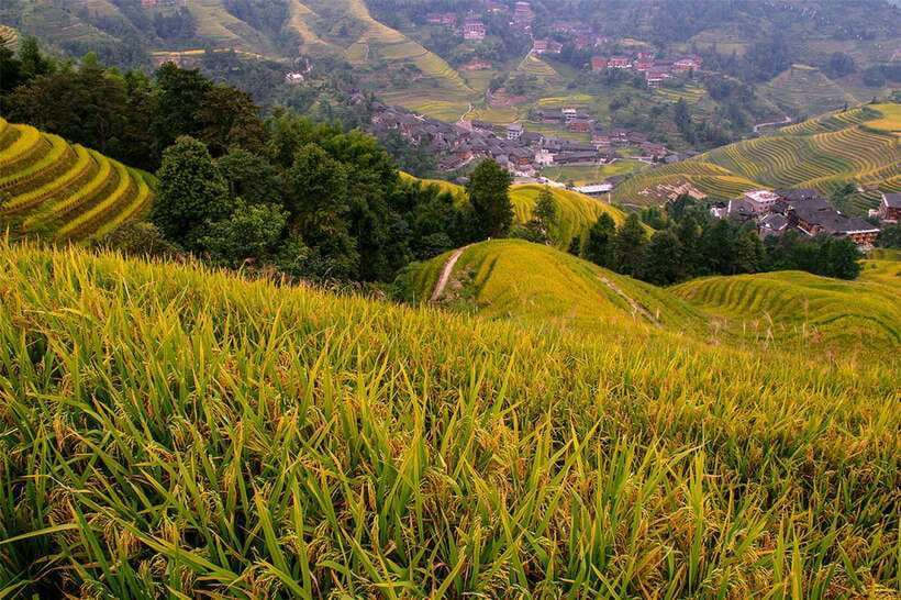 Longsheng Ethnic Minority & Rice Terraces Full-Day Tour - How good is the guiding?