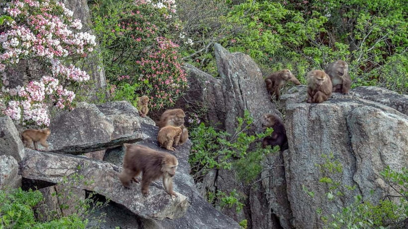 Mount Huangshan: Highlights Tour in Huangshan full-day - Five hours among Huangshan’s famous peaks