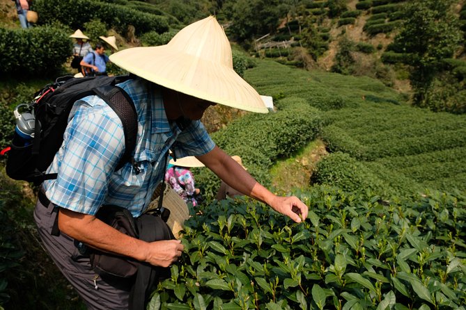 One-Day Hangzhou Dragon Well Tea Culture & West Lake Private Tour - China National Tea Museum in one focused hour
