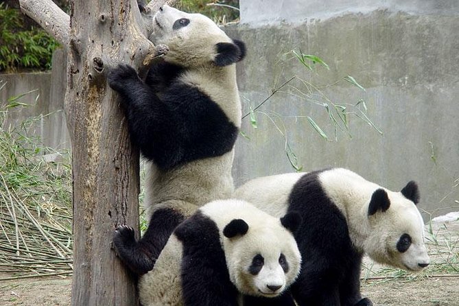 Private Chengdu Day Tour: Giant Pandas and Jinsha Site Museum - A Strong First Morning at the Chengdu Panda Base
