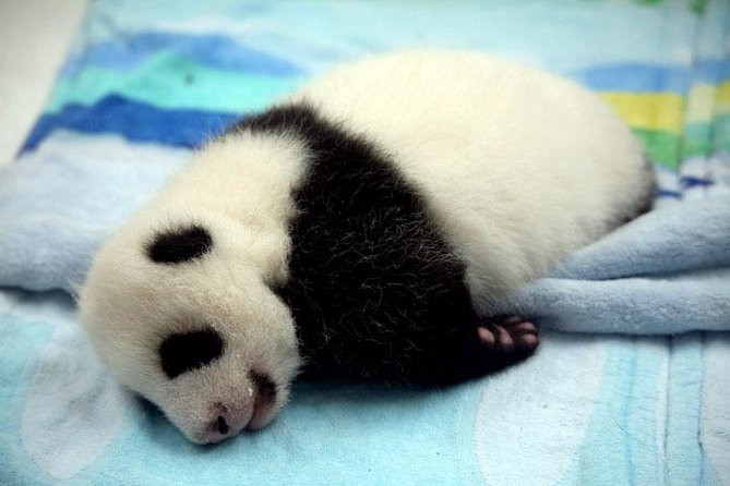 Private Chengdu Day Tour: Giant Pandas and Jinsha Site Museum - Jinsha Site Museum and the Ancient Shu Kingdom