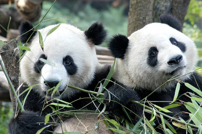 Private Half-Day Chengdu Panda Breeding Center Tour with Optional Volunteer - Why the morning matters at the panda base
