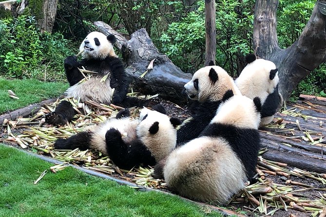 Private Half-Day Chengdu Panda Breeding Center Tour with Optional Volunteer - What the optional volunteer visit really includes