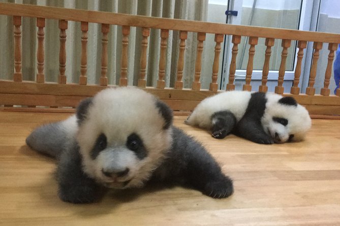 Private Half-Day Chengdu Panda Breeding Center Tour with Optional Volunteer - Red pandas add variety to the visit